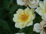 Buttermint ™ rose photo