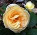 Candlelight ™ (hybrid tea, Swim rose photo