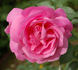 Cameron rose photo