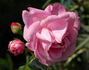 Cameron rose photo