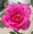 Border Queen rose photo