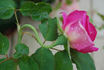 Border Queen rose photo