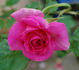Border Queen rose photo