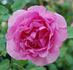Border Queen rose photo