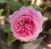 Cäcilie Scharsach rose photo