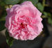 Cäcilie Scharsach rose photo