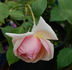 Madame Creux rose photo