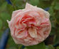 Madame Creux rose photo