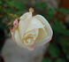Madame Pierre Perny rose photo