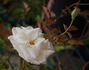 Madame Pierre Perny rose photo