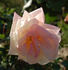Madame Pierre Perny rose photo