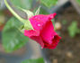 Mrs. J.J. Hedley-Willis rose photo