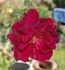 Mrs. J.J. Hedley-Willis rose photo