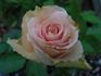 Charming Unique ™ rose photo