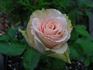 Charming Unique ™ rose photo