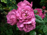 Lilietta rose photo