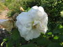 F12 rose photo