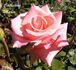 Catherine Marie rose photo