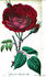 Géant des Batailles rose photo