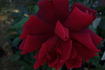 Gloire de Hollande rose photo