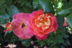 Dolly's Forever Rose rose photo