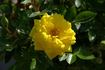 Goldjuwel ® rose photo