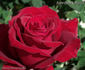 American Spirit rose photo