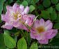 Raindrops rose photo