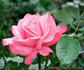 Sweet Gesture rose photo