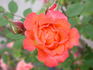 Celebrate Life ™ rose photo