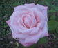 Lady Diana rose photo
