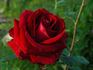 Vino Rosso rose photo