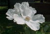 Wild Spice rose photo
