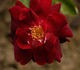Ami Quinard rose photo