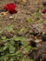 Ami Quinard rose photo