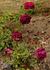 Friedrichsruh rose photo