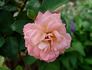 Deb's Delight rose photo