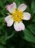 Hi rose photo