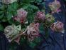 Old Dutch® rose photo