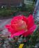 Pompeii rose photo
