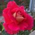 Pompeii rose photo