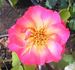 Frank's Climber rose photo