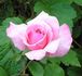 Timothy Eaton rose photo
