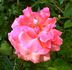 Timothy Eaton rose photo