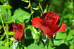 Rodeo Drive ™ rose photo