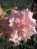 Sylphide rose photo