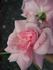 Sylphide rose photo