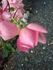 Sylphide rose photo