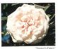 Tonner's Fancy rose photo