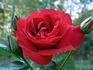 Crimson Sky rose photo